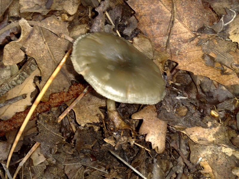 Altri due funghi dall''Etna